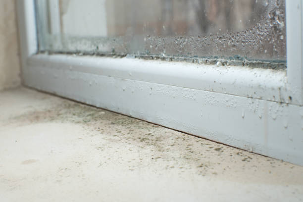 Mold Removal for HVAC Installations